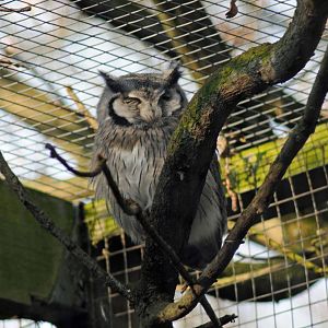 WHITE FACED SCOPS OWL