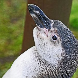 HUMBOLDTS PENGUIN