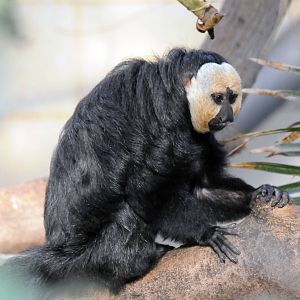 SAKI WHITE FACED MONKEY