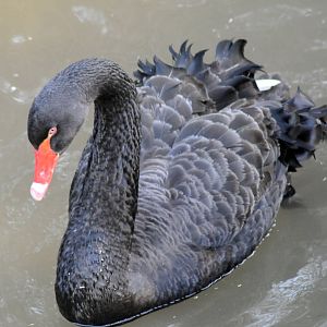 BLACK SWAN