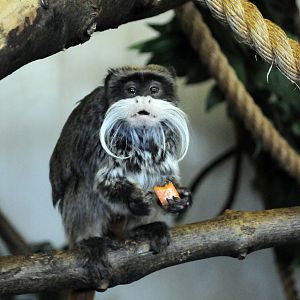 EMPORER TAMARIN
