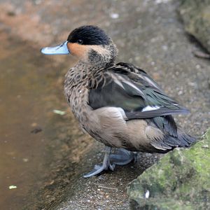 HOTTENTOT TEAL