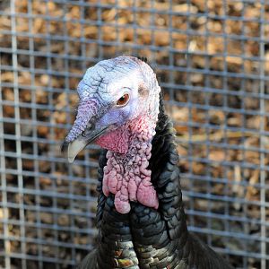 BRONZE WINGED TURKEY