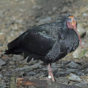 WALDRAPP OR NORTHERN IBIS