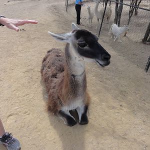 Llama