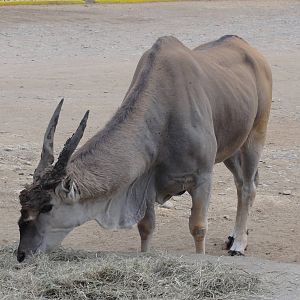Eland