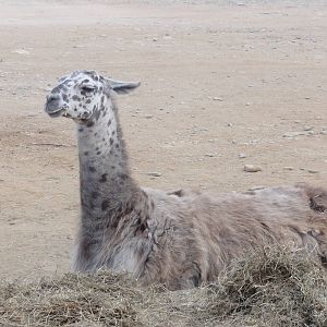 Llama