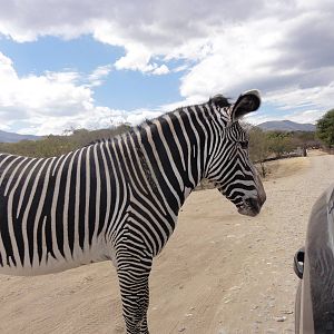 Grevy's Zebra
