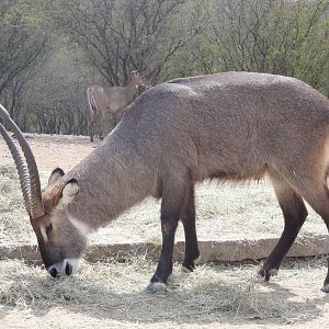 Waterbuck