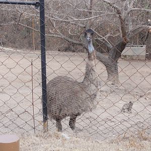 Emu