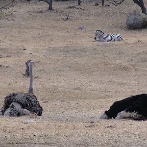 Ostriches, Zebra