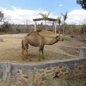 Dromedary