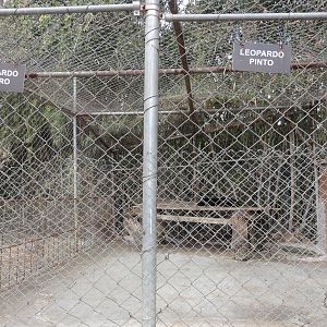 Leopard exhibit