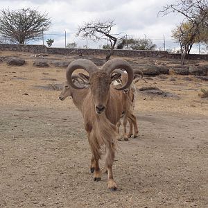 Barbary Sheep