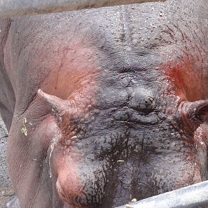 Hippo - finally saw the red sweat I'd heard of