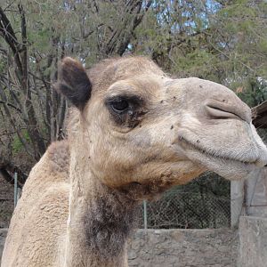 Dromedary