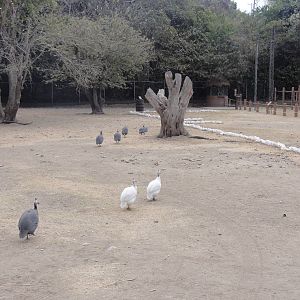 Guinea Fowl - elephant enclosure on right