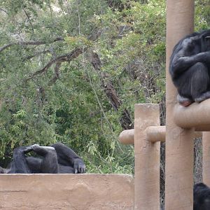 Chimpanzees