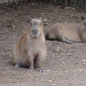 Capybaras