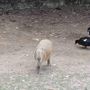 Capybara