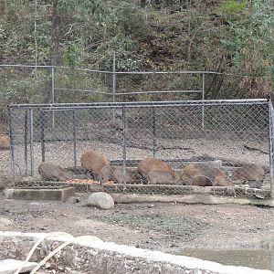 Capybaras - they're not locked in, just a feeding cage