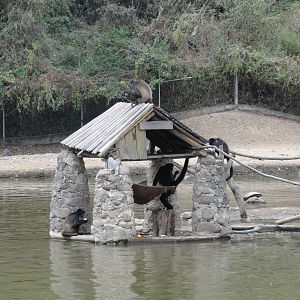 Spider Monkeys - a couple of islands are connected by ropes
