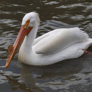 Pelican