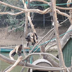 Capuchin Monkeys - on a very small island