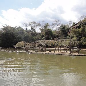 Spider Monkey island