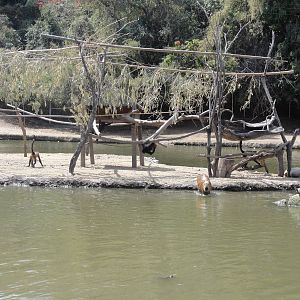 Capybara by Spider Monkeys