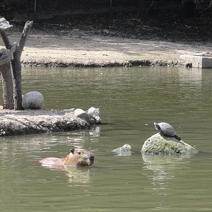 Capybara swiming by turtle