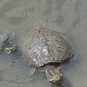 Turtles