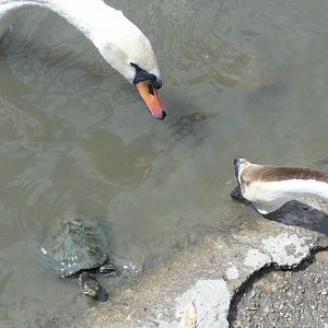 Swan, Goose, and Turtle battle for food