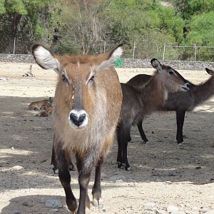 Waterbuck