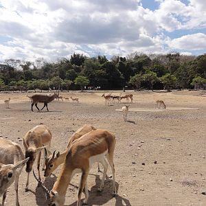First drive through area