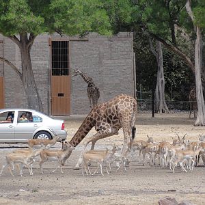 Giraffes and Gazelles