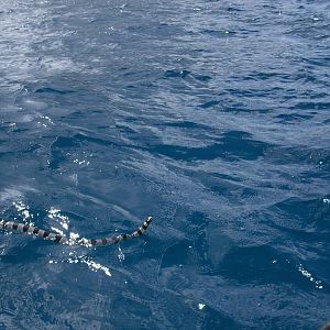 Sea Krait