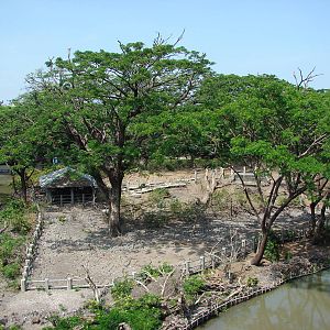 Proboscis monkeys and hog deers exhibit