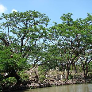 Proboscis monkeys and hog deers exhibit