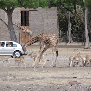Giraffes and Blackbuck herd - dominant male to the right