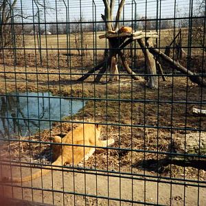 Grömitz 1996 - Liger-enclosure