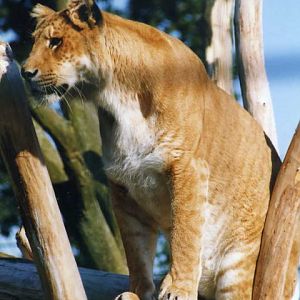 Grömitz 1998 - Liger