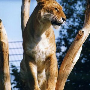 Grömitz 1998 - Liger