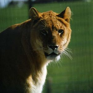 Grömitz 1998 - Liger