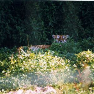 Grömitz 1998 - Tiger