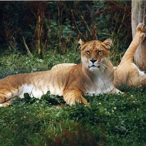 Grömitz 1999 - Ligers