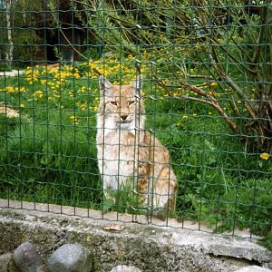 Grömitz 1999 - Lynx