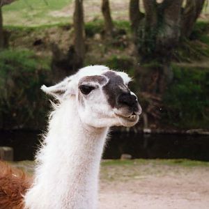 Grömitz 2000 - Llama