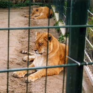 Grömitz 2000 - Ligers