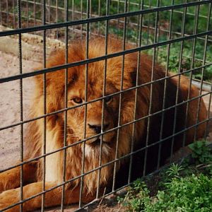 Grömitz 2000 - Lion